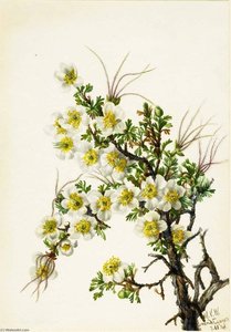 Cliffrose (cowania Stanshuriana) — Mary Morris Vaux Walcott