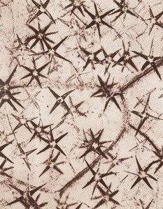 Star Shaped Bristles Of Pentzia — Laure Albin Guillot