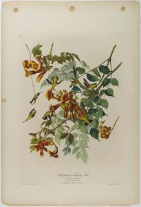 Ruby-throated Humming Bird — John James Audubon