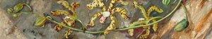 Scorpion Orchid, Cultivated At Singapore — Marianne North