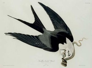 Swallow-tailed Hawk — Robert Havell