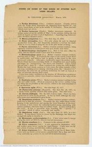 Notes On Some Of The Birds Of Oyster Bay, Long Island — Theodore Roosevelt Jr.