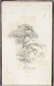 Study, Tree 7 — Thomas Cole