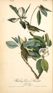 Warbling Vireo, Or Greenlet. 1. Male. 2. Female. (swamp Magnolia.) — John James Audubon