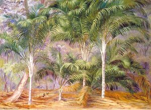 A Group Of Palms In Mahé, Seychelles — Marianne North