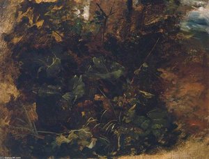 Study Of Burdock And Other Plants