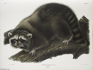Procyon Lotor, Raccoon — John James Audubon, Wildlife Painting