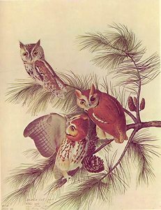Megascops Asio — John James Audubon