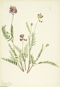 Alpine Vetch (astragalus Bourgovii) — Mary Vaux Walcott