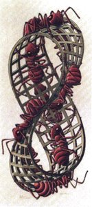 Moebius Ants — Maurits Cornelis Escher