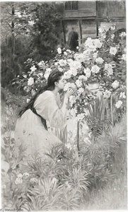 Tea Roses