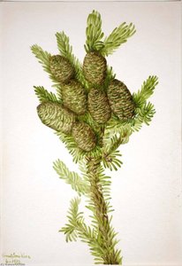 Balsam Fir (albies Fraseri) — Mary Vaux Walcott