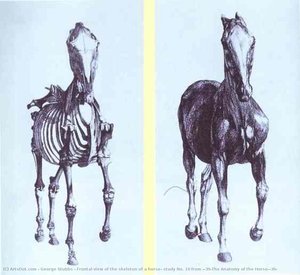 Frontal View Of The Skeleton Of A Horse, Study No. 10 From 'the Anatomy Of The Horse' — George Stubbs