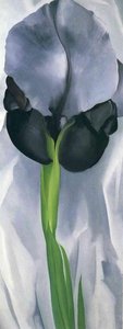 Iris 7 — Georgia O'keeffe