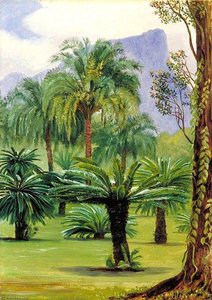 Group Of Sago Yielding Cycads In The Botanic Garden At Rio Janeiro — Marianne North