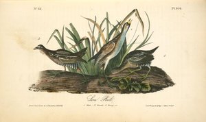 Rohrweihe. 1. Männchen. 2. Weibchen. 3. Junges — John James Audubon