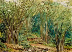 Valley Of Bamboos Near Bath, Jamaica — Marianne North
