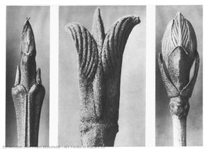 Art Forms In Nature 10 — Karl Blossfeldt