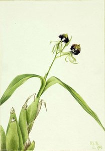 Orchid (epidendrum Cochleatum) — Mary Morris Vaux Walcott