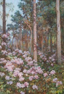 Rhododendrons In A Wood — Benjamin Haughton