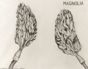 Magnolia — Dave Morris