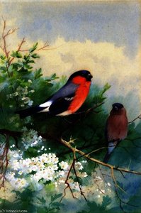 A Pair Of Bullfinches — Archibald Thorburn