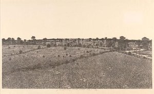 Field — Jacques Hnizdovsky