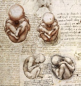Vistas De Un Feto En El Útero — Leonardo Da Vinci