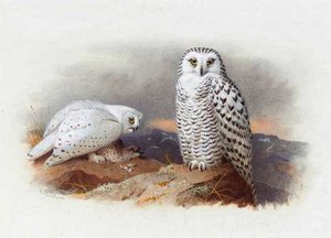 Snowy Owls — Archibald Thorburn
