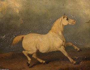 'lily', A Grey Horse In A Landscape