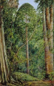 Study Of The Bunya Bunya — Marianne North, Pre-raphaelite Botanical Illustration