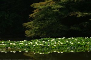 Lotus Pond — Mariko Asayama