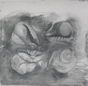 Shells