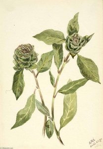 Willow (salix) — Mary Vaux Walcott