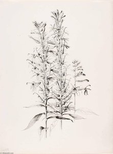 Untitled (cardinal Flower, Lobelia Cardinalis) — George Elbert Burr