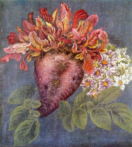 Still life ''Beet''