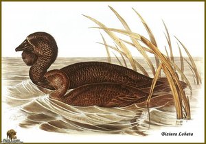 Erismature _barbillon — John Gould