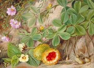 Earth Nut And A Prickly Gourd, St John's, Kaffraria — Marianne North, Academic Botanical Illustration