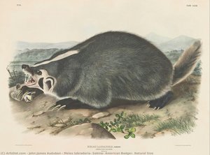 Meles labradoria, Sabine, American Badger. Natural Size
