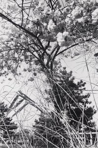 Tokyo, Japan — Lee Friedlander