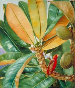 Foliage, Flowers And Fruit Of The Capucin Tree Of The Seychelles — Marianne North, Academic Art