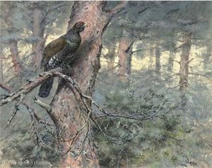 Capercaillie, on scots pine