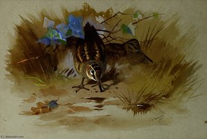 Woodcock In A Sandy Hollow — Archibald Thorburn
