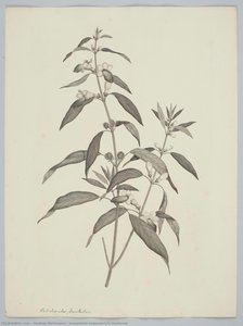Josephinia imperatricis Ventenat