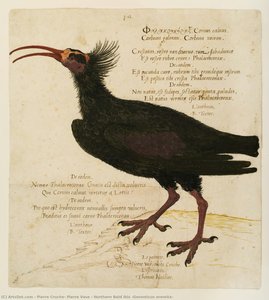 Northern Bald Ibis (geronticus Eremita) — Pierre Cruche, Pierre Vase