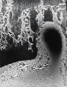 Frost Forms Head and Arabesques