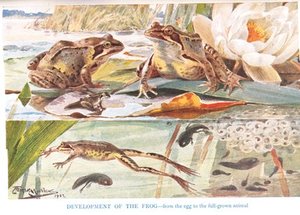 Development Of The Frog