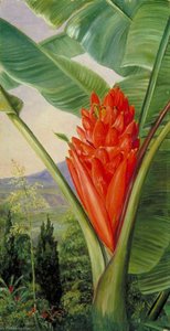 Banana, American Aloe And Cypress In A Garden, Java — Marianne North