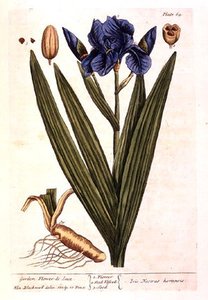 Iris