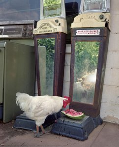 Rooster at Whispering Pines, 1986